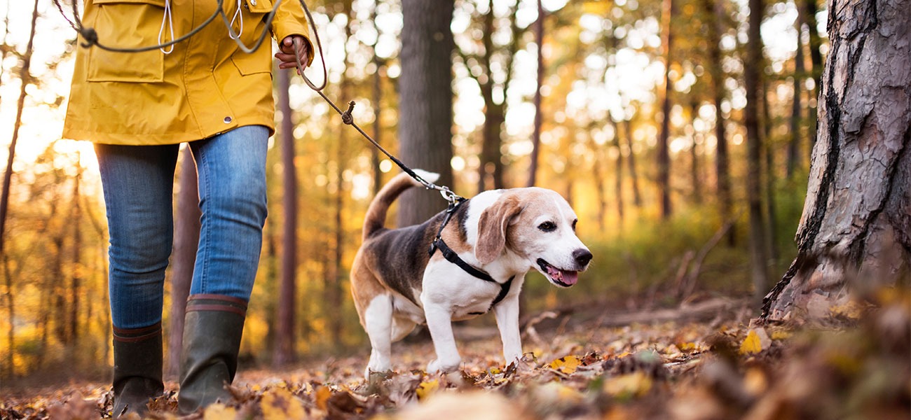 Woman in a yellow coat walking a dog through the woods