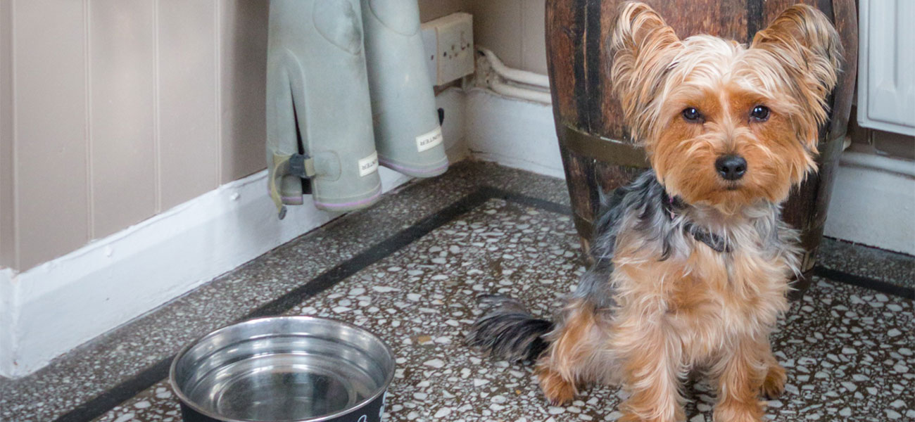 Yorkshire Terrier sat next to a water bowl and rack of wellies