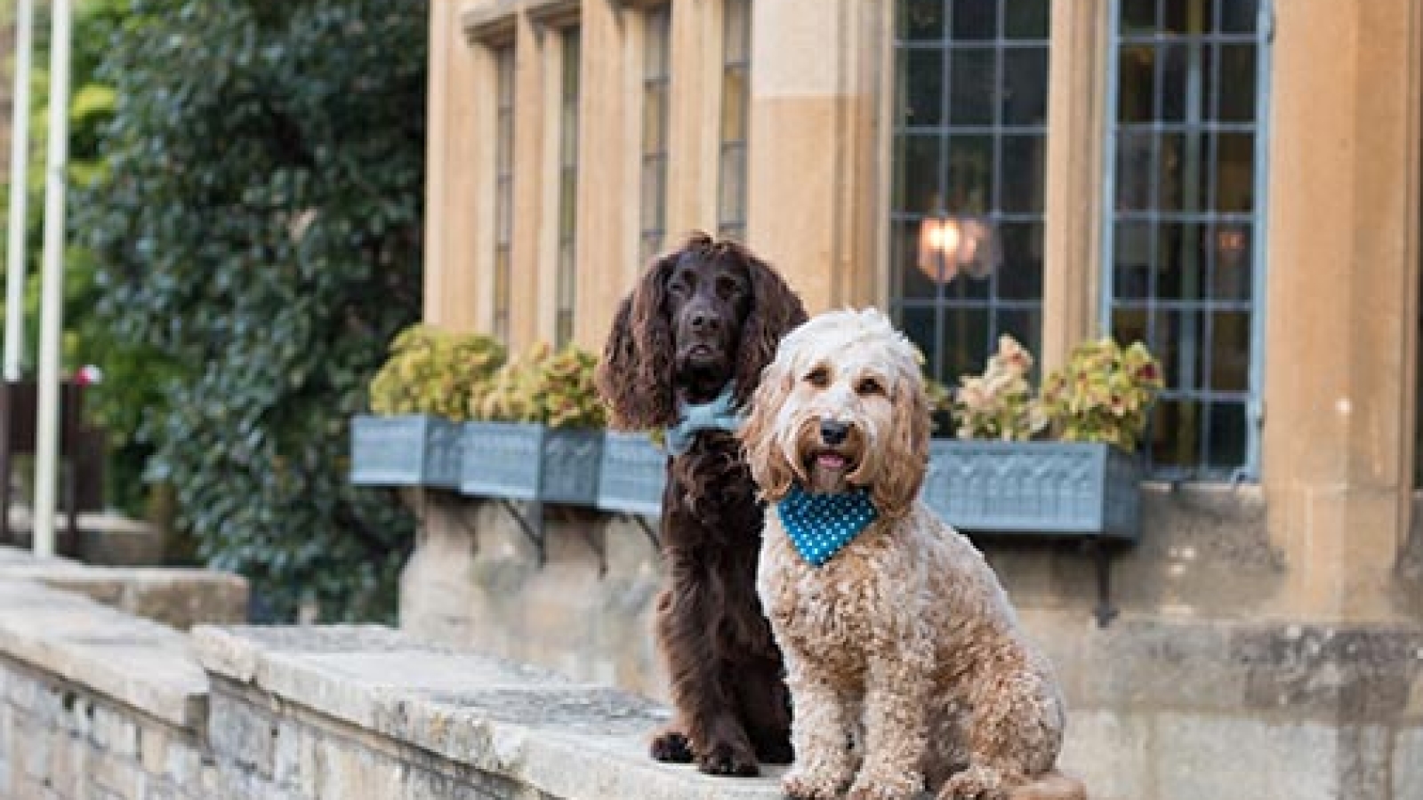Dog-Walks-around-Cirencester-thumbnail