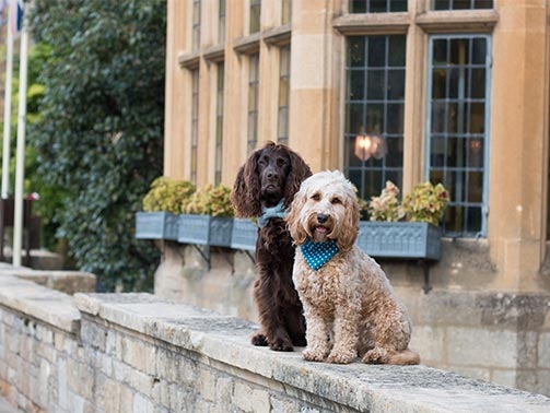 Dog-Walks-around-Cirencester-thumbnail