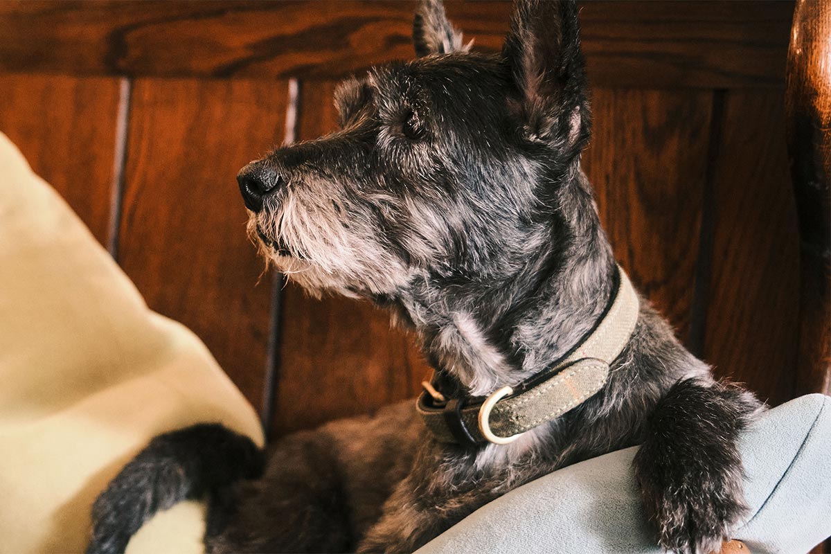 dog-two