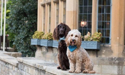 Dog-Walks-around-Cirencester-thumbnail