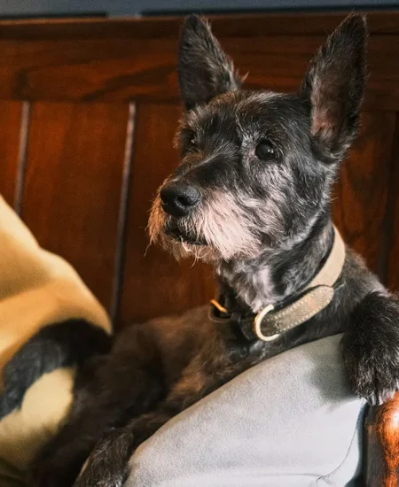 Dog-in-Oak-Bar
