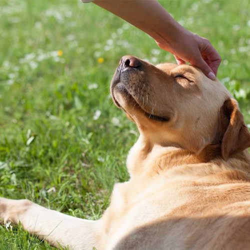 dog-in-the-garden